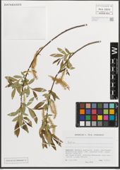 Foto von Salix L.